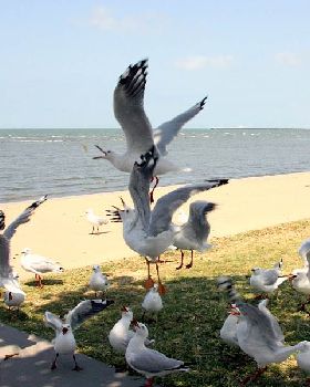 seagulls