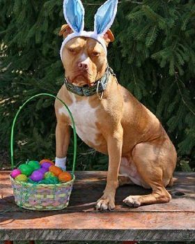 funny-easter-pictures-6