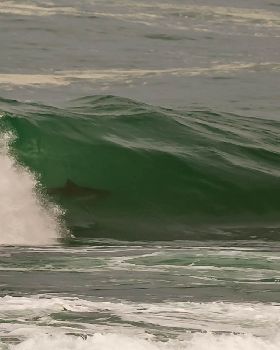 Surfing
