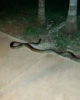 snake