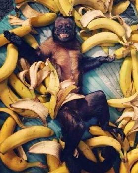 banane