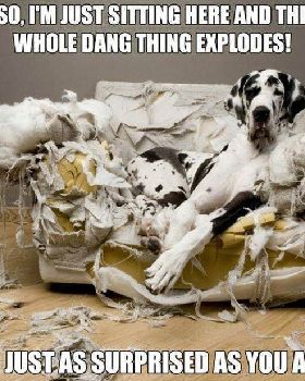 Funny-guilty-dog