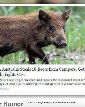 Pig Living It Up