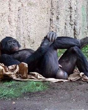 Laid back