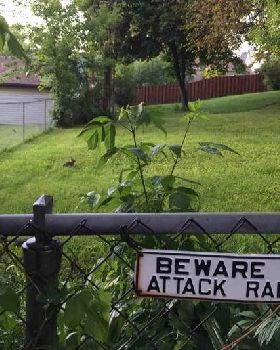 Attack-Rabbit