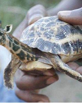 30 New Most Funny Animal Manipulations 9 yovmf