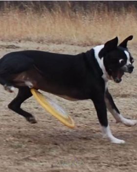 frisbee ouch
