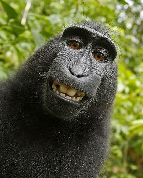 Macaca nigra self-portrait large