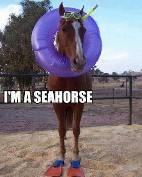 seahorse