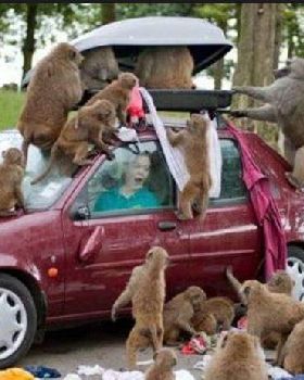 those fricken monkeys