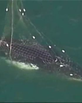Whale-caught-in-shark-net-001