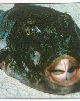 thomas toadfish