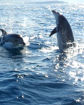 Dolphins