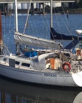 Pintado