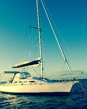 seabird 2