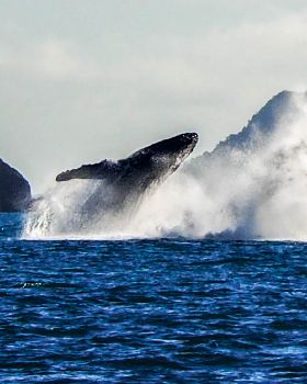Whales.