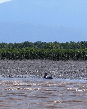 Fitzroy River.
