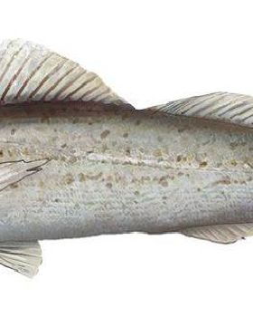 King George Whiting
