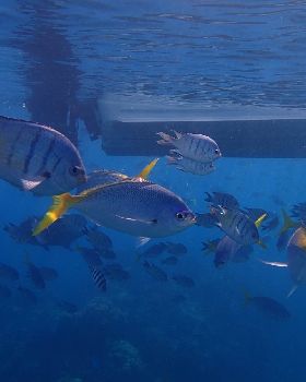 MantaRayBayFishies