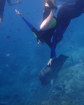 MaoriWrasse