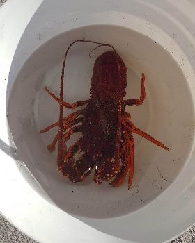 Lobster and calamari