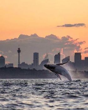 whale syd hb (2018 06 05 05 27 00 UTC) edited