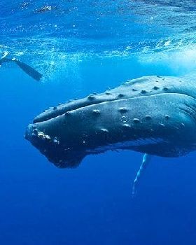humpback-whales