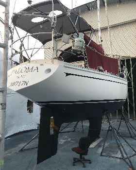 Paloma, a Cav32 in Newcastle
