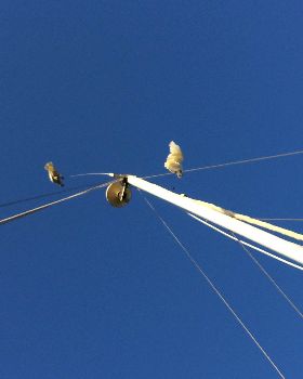 Cockatoo 2