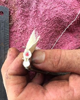 Double bolt rope