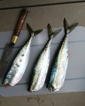 Fish