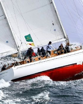 Stormvogel b