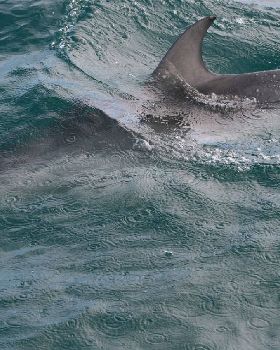 dolphins 27june2010 007