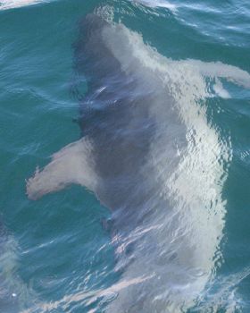 dolphins 27june2010 025