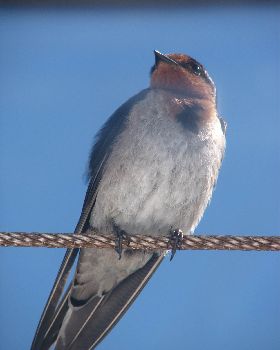 Birds on Blues Banned