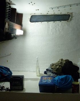 Livelyhood after cleanup