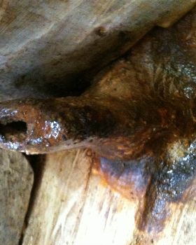 Rusted prop strut