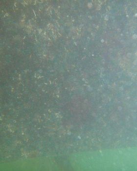 Transom white worm 1
