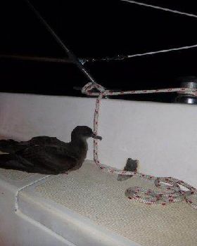 seabird