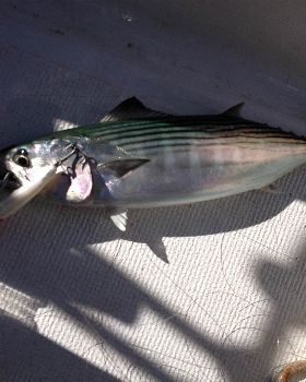 bonito