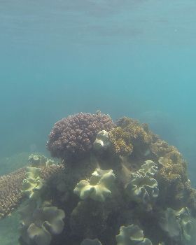 diving