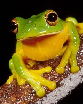 MANGROVEFROG