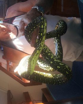 Snake on a Boat