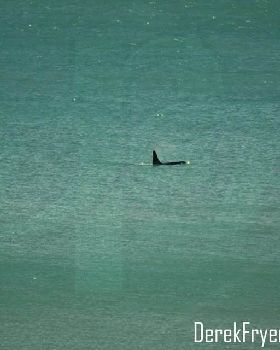 orca