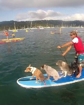 Chris and dogs racing 1000