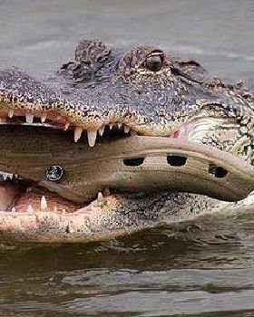 croc