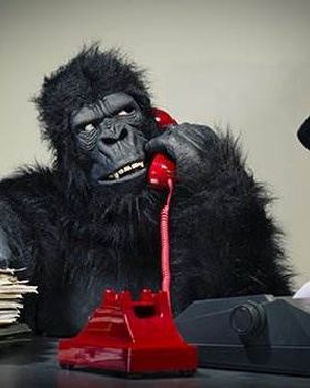 gorilla1