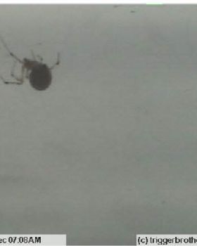 Big left spider