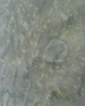 Stingray