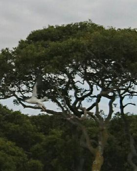 Sea Eagle